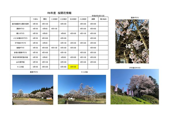 令和6年度さくら開花情報