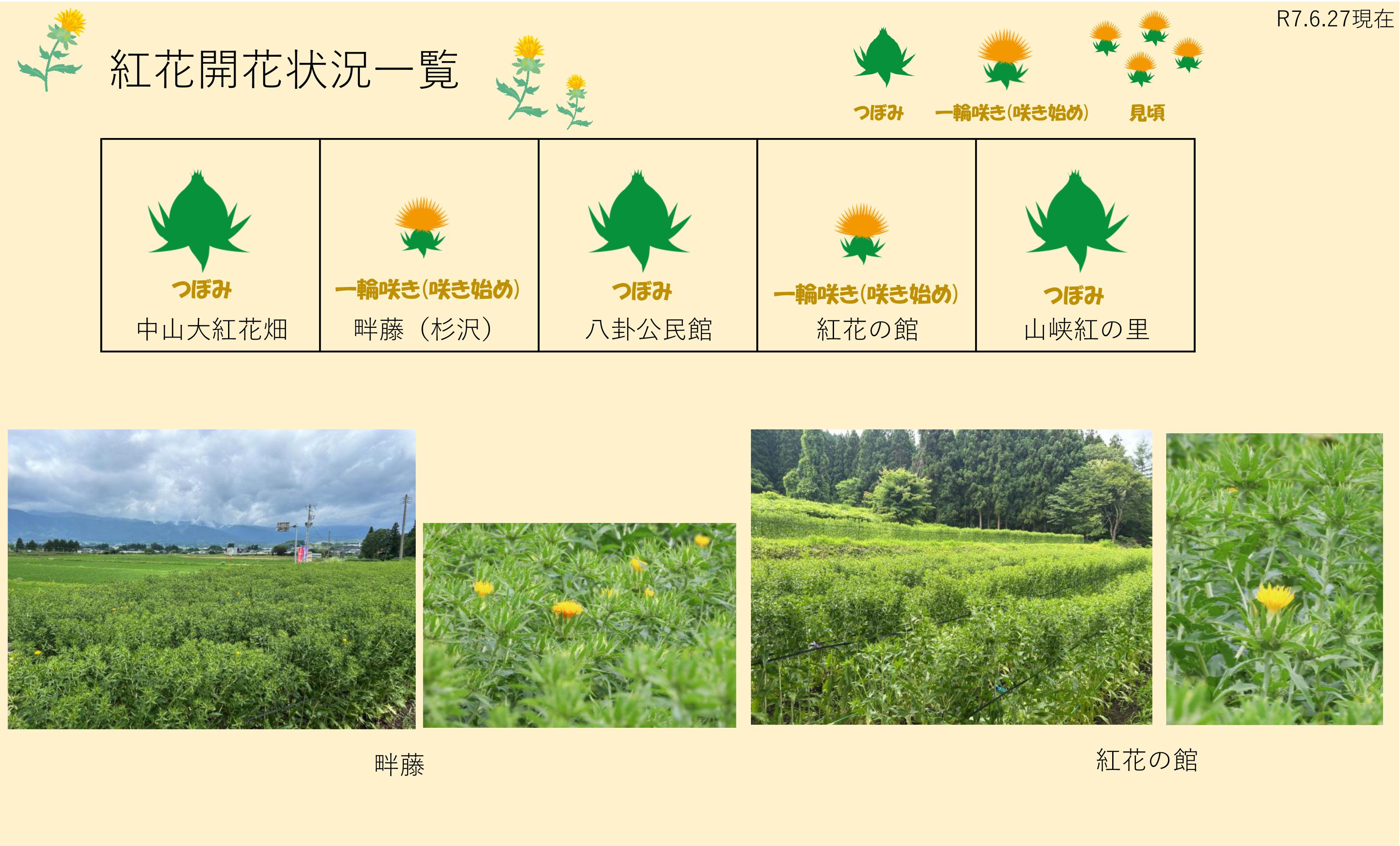 令和7年 紅花畑開花一覧6/27