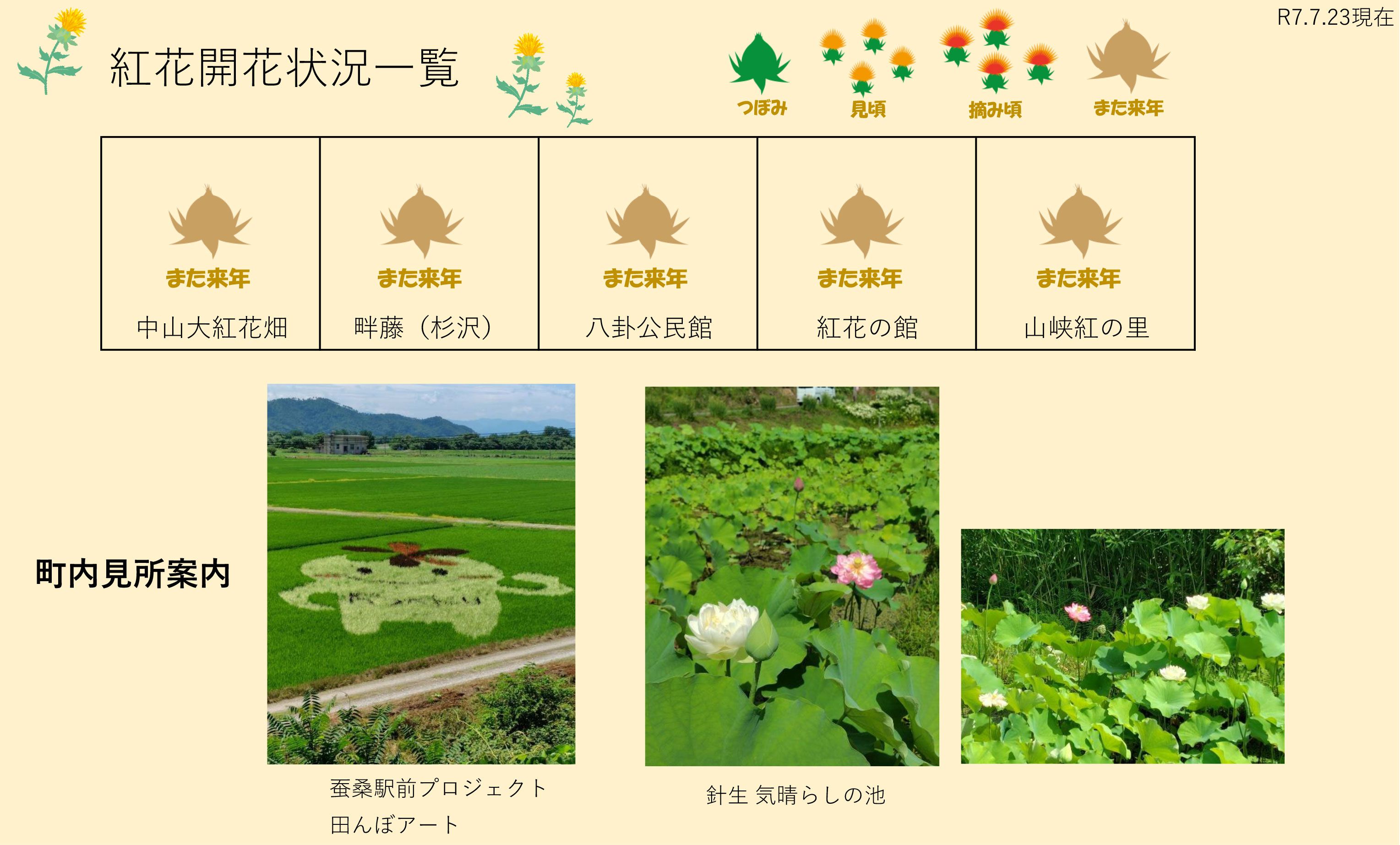 令和7年 紅花畑開花一覧7/23