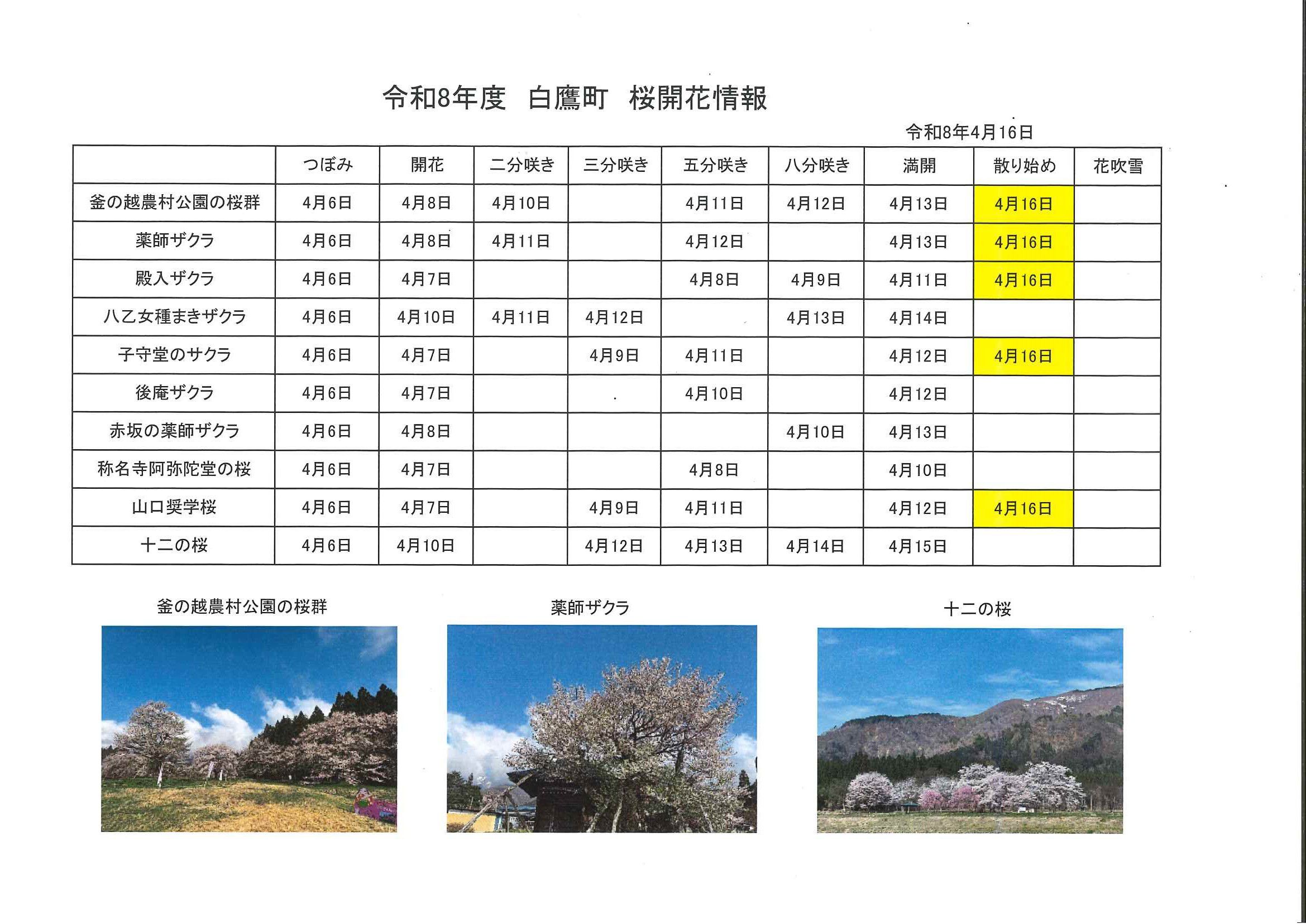 4/16桜開花情報