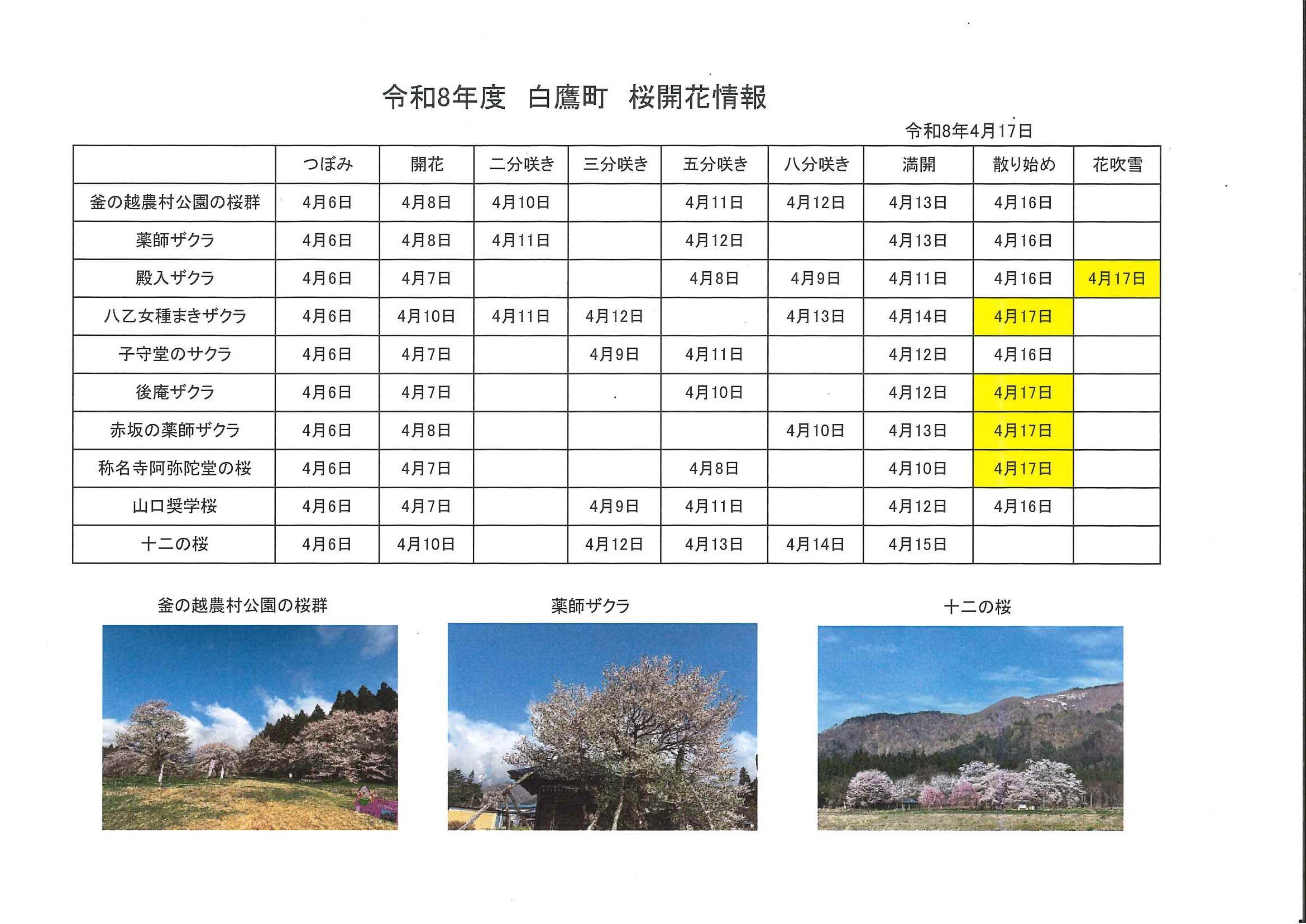 4.17桜開花情報