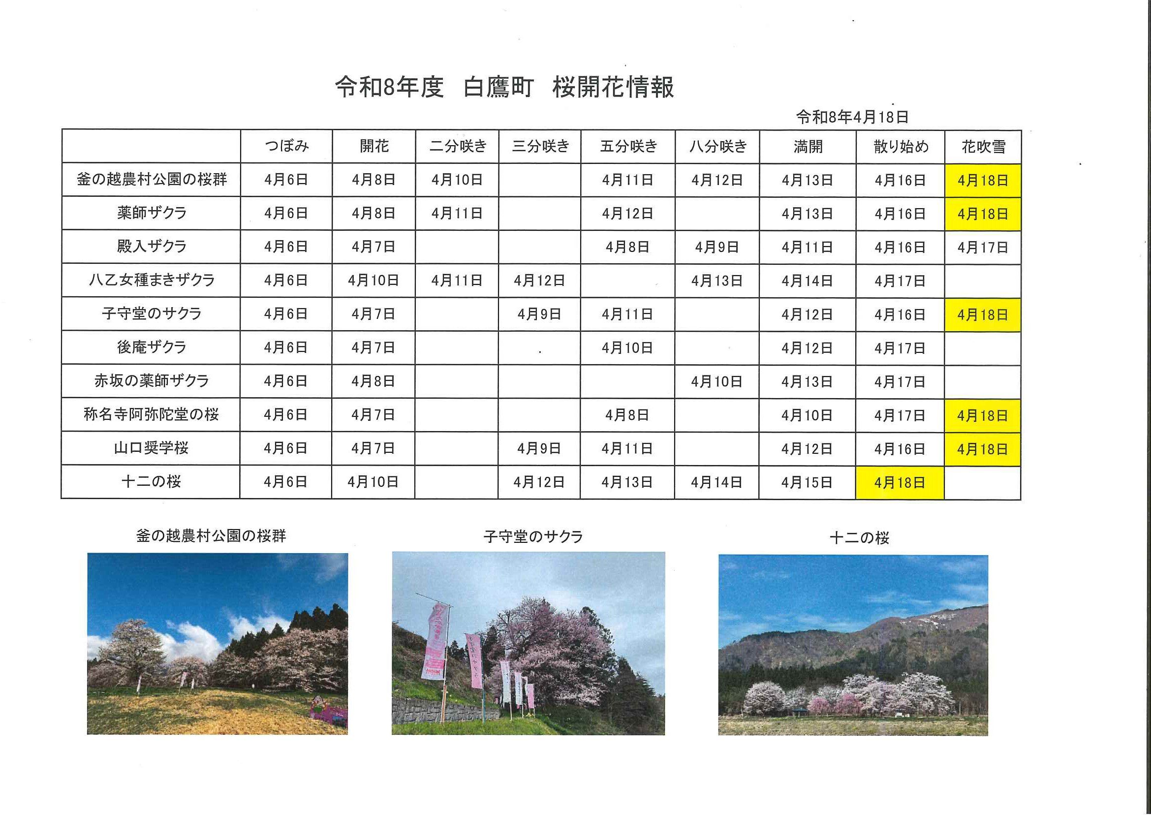 4.18桜開花情報