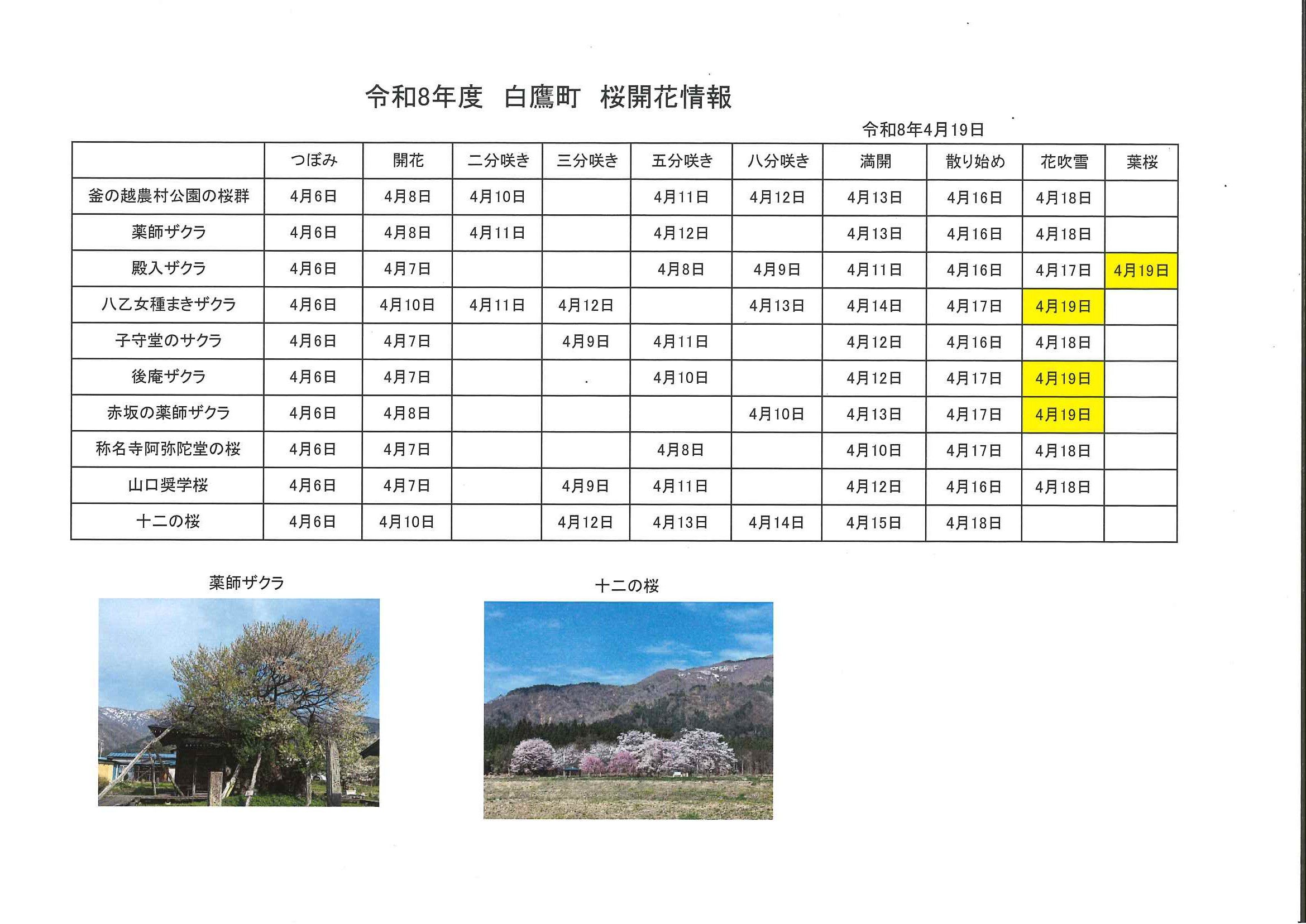 4.19開花情報です。
