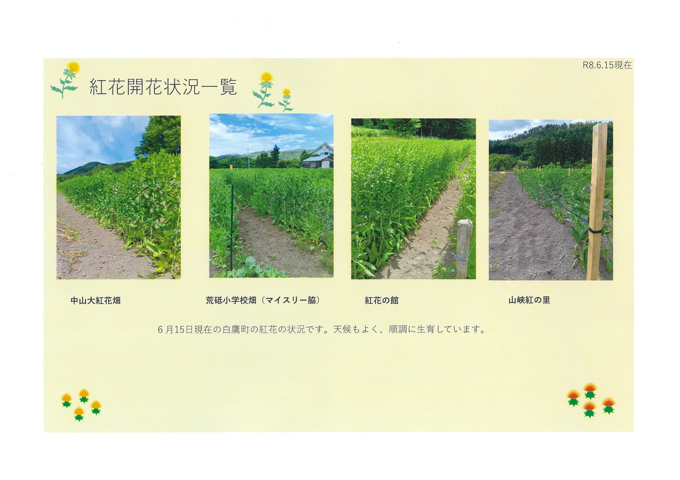 令和８年紅花開花状況