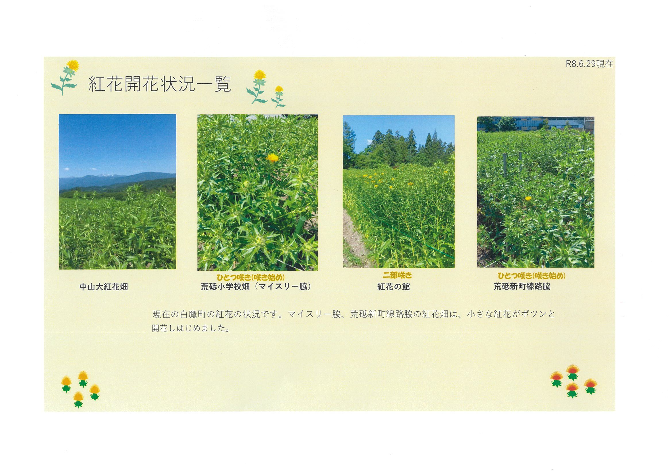 紅花開花状況一覧