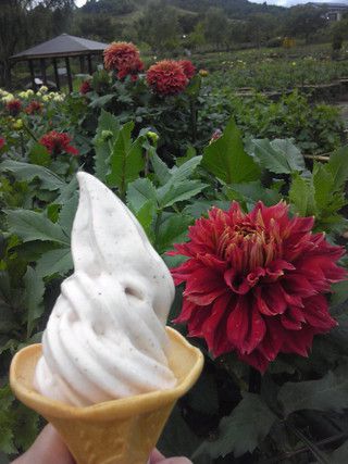 川西ダリヤ園　紅大豆ソフトクリーム