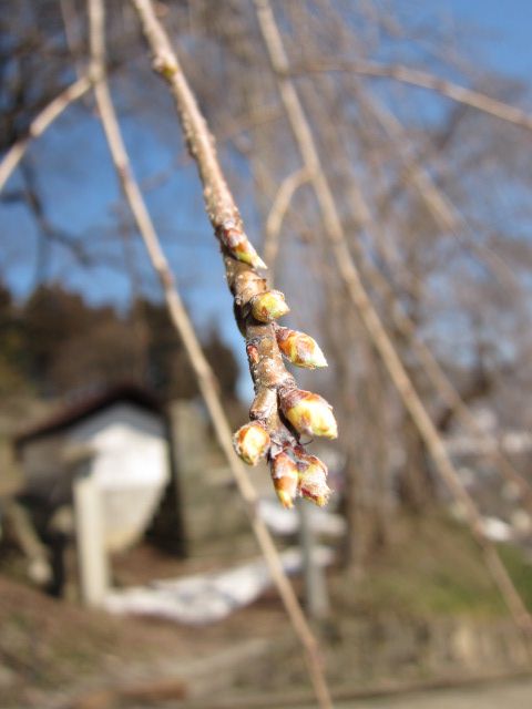開花への一歩