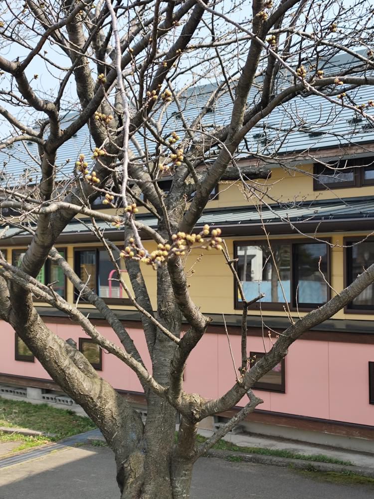 押切わんぱく広場の桜