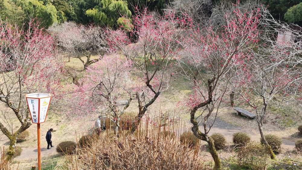 梅まつり　湯田川温泉