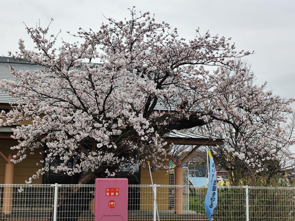 桜が満開になりました！