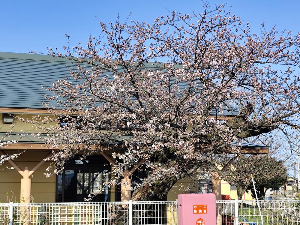 桜が咲き始めました2
