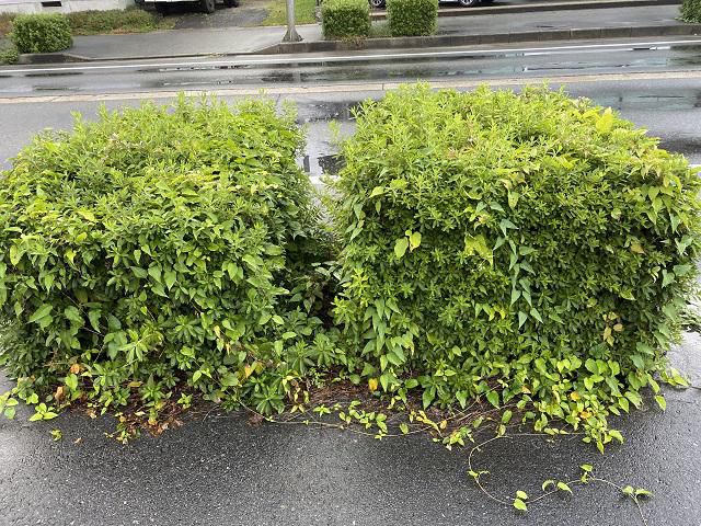 これも