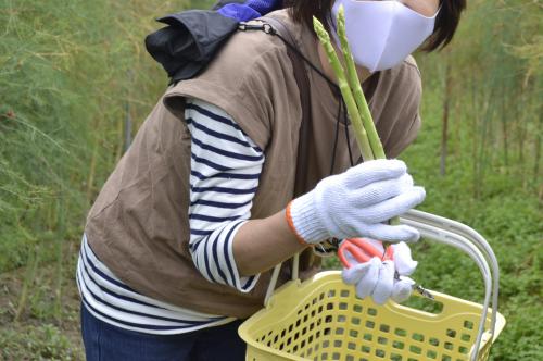  現在開催中！2025年「夏のアスパラガス収穫体験」 参加者募集 （川西町）
