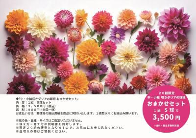 【20組限定販売】中・小輪咲きダリアの球根 おまかせセット