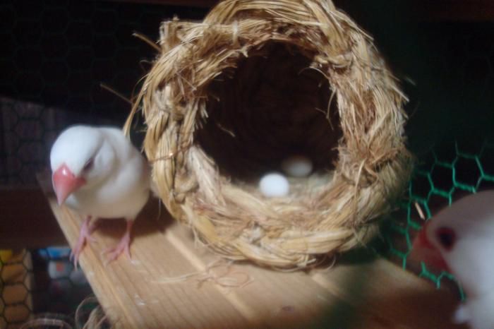 文鳥が卵を産みました～