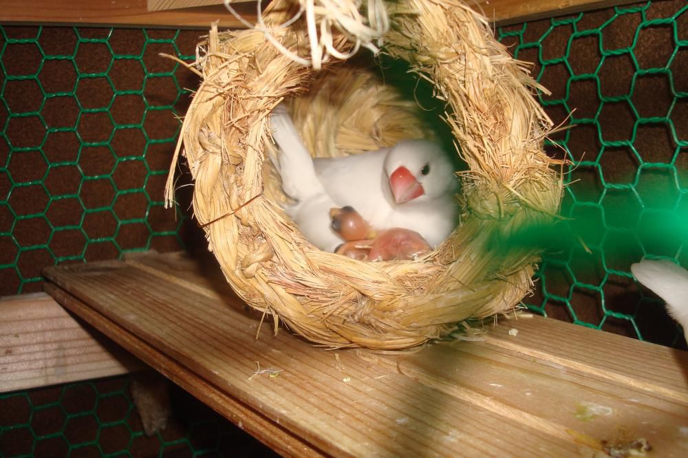 我が家の文鳥「成長記」