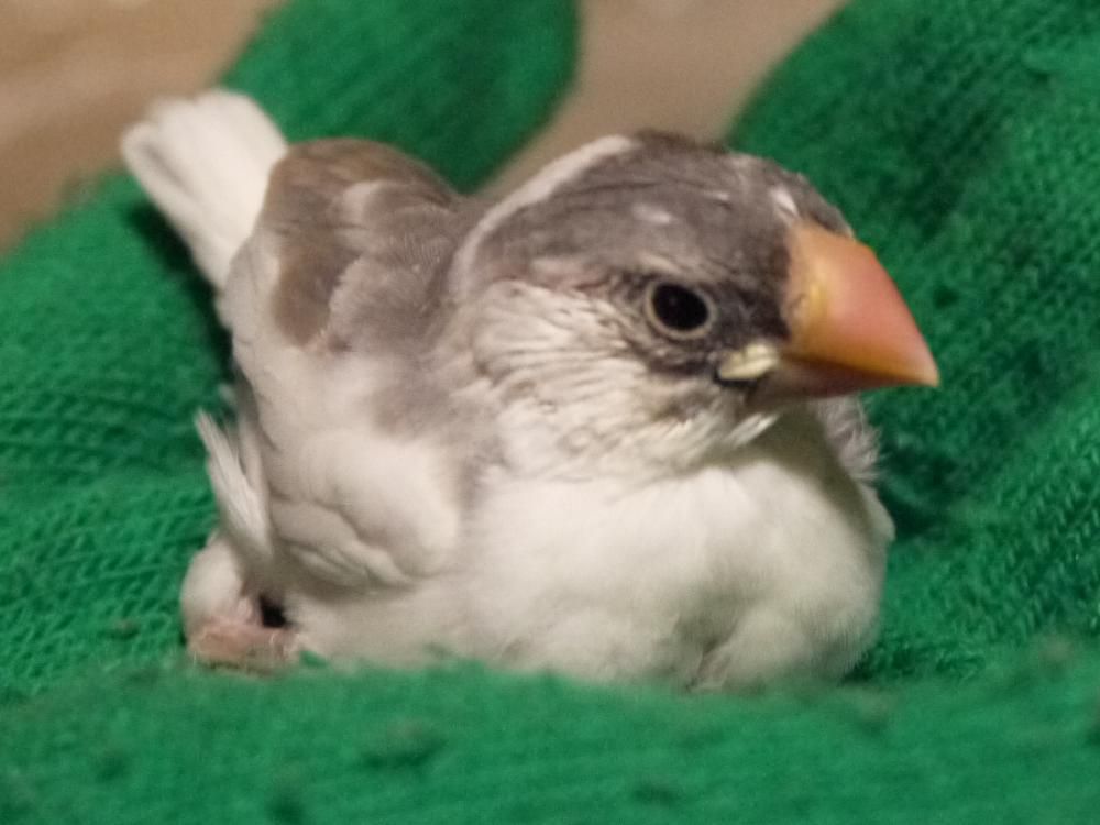文鳥日記