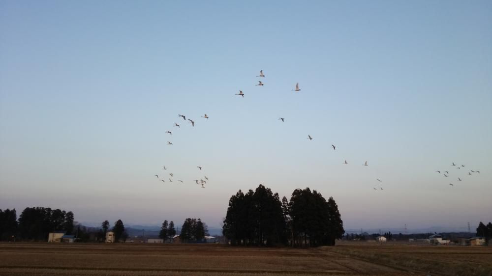 空を舞う白鳥たちです