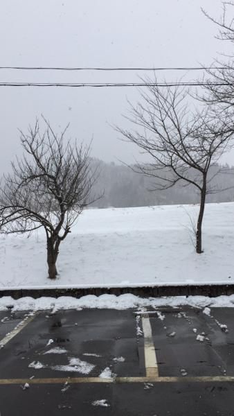 今日は、雪降り
