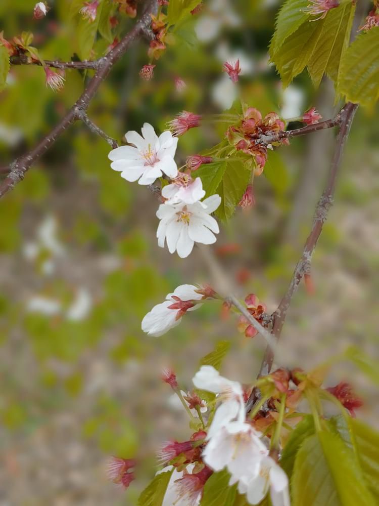桜　まだ咲いてる花が…