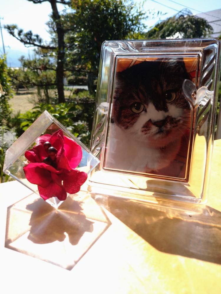 てのり花×愛猫｜アーティフィっシャルフラワー