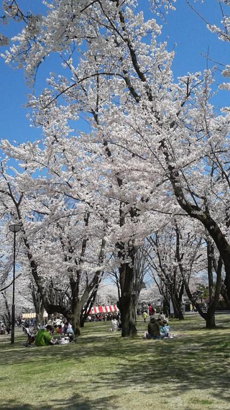 葉桜を見て思うこと