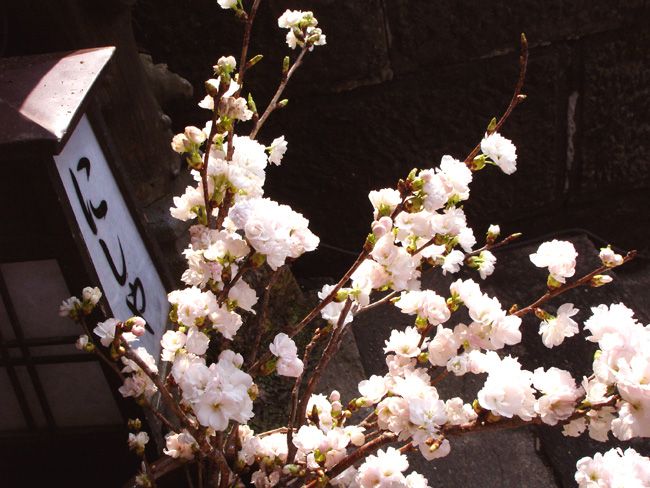 桜桜桜