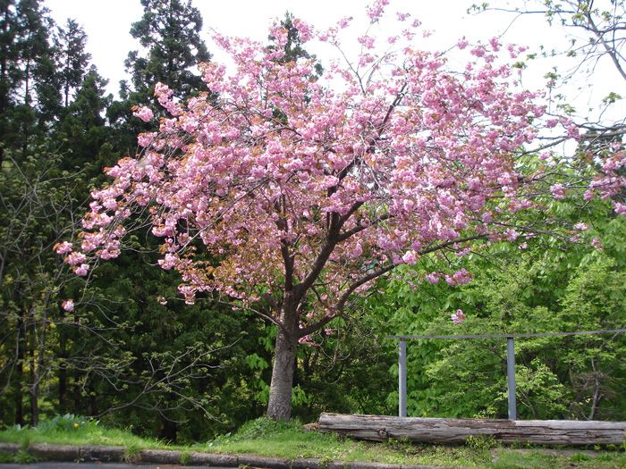 八重桜も咲きました！！
