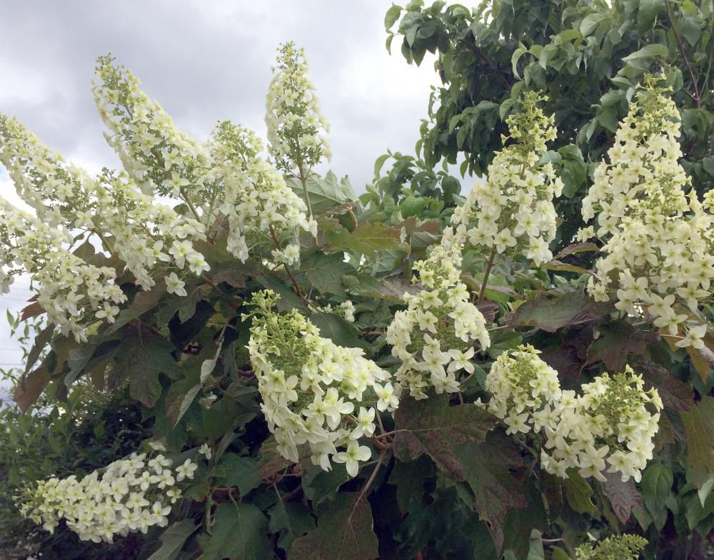 「母の日」の記念の柏葉紫陽花