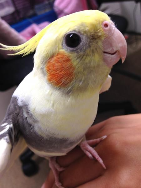 駅鳥カイトくんが一層おしゃべりに