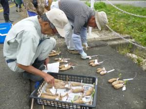 2015 ダリヤの季節がやって来ます！