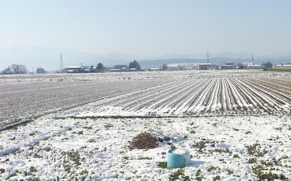 春の淡雪、雪桜がきれい！