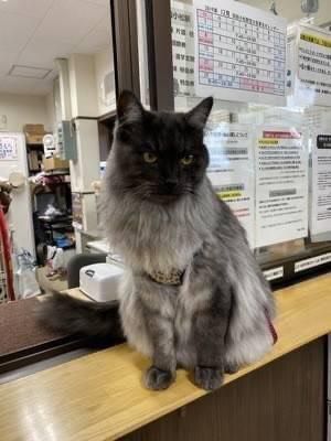 猫駅長しょこらにカンパ募集