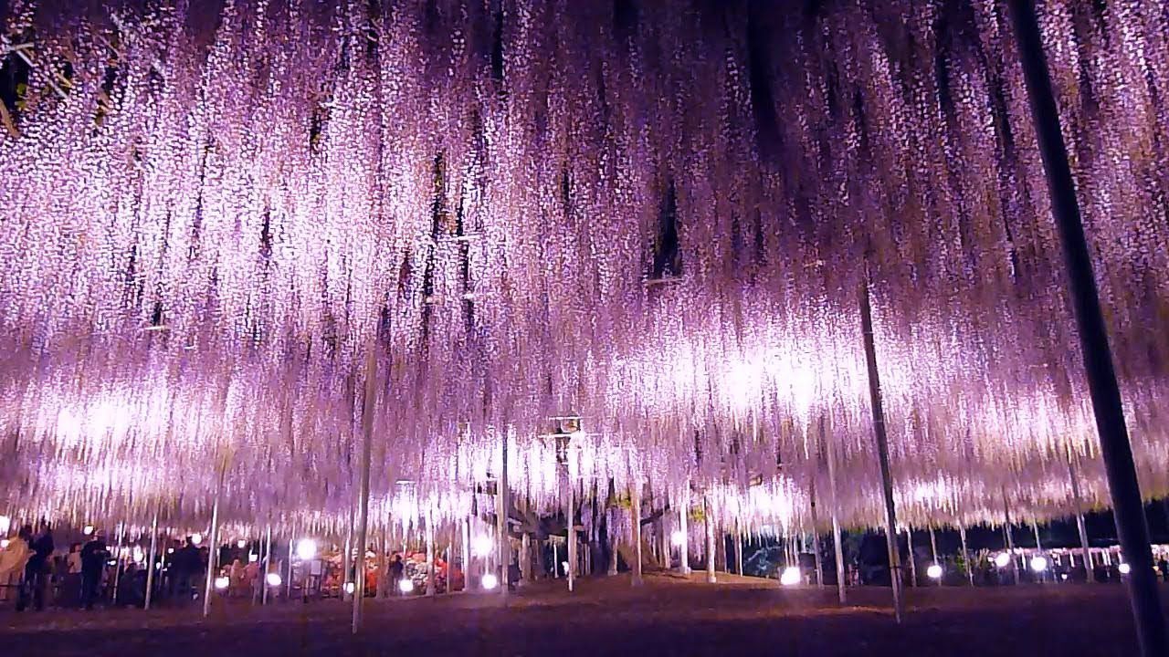 丘一面のネモフィラ世界一の大ふじナイトツアー　大好評のうちに終了しました。