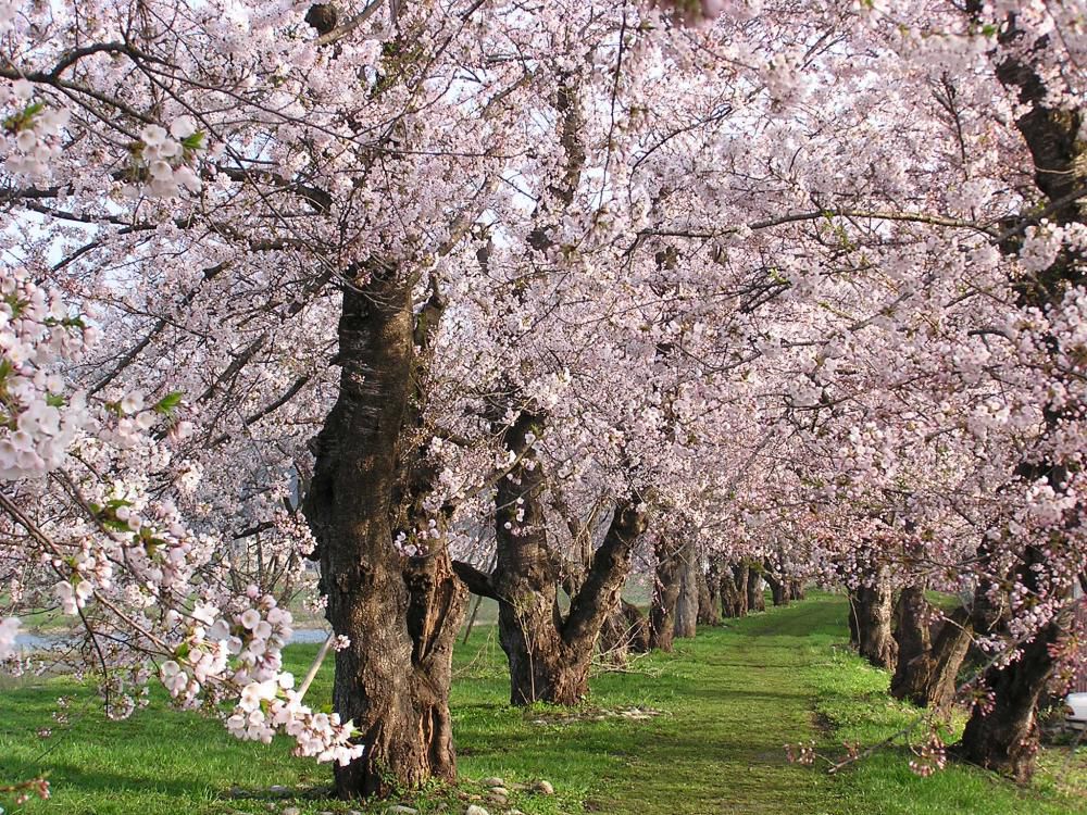 桜ダイジェスト版！！