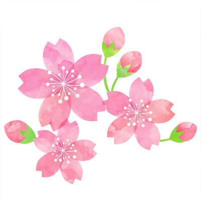 桜の季節がやってきました！