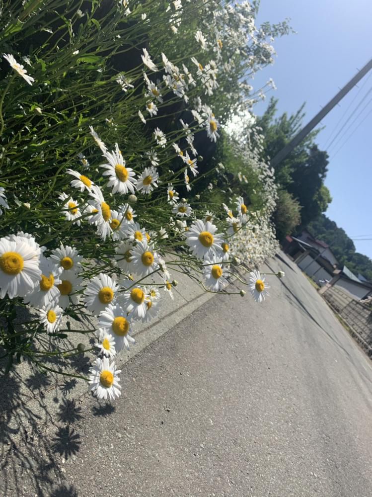 春を感じました♪