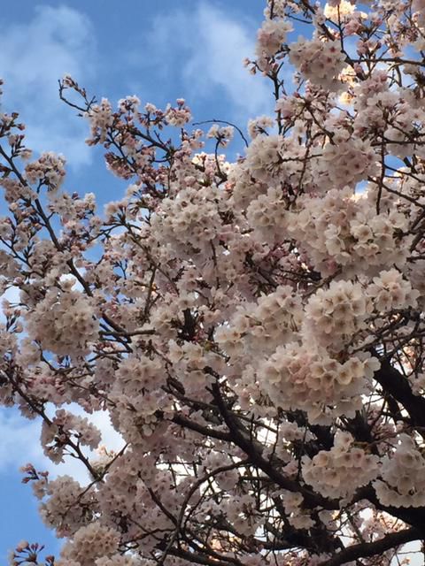 今年の桜です！
