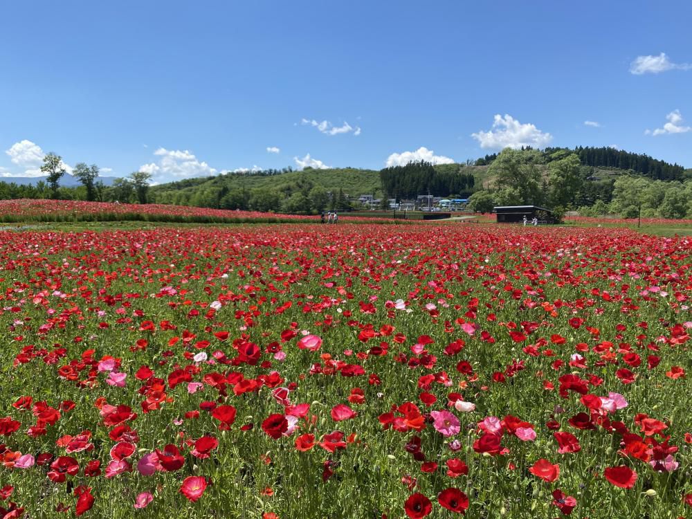 この時期行きたい！東北のお花畑