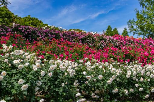この時期行きたい！東北のお花畑②