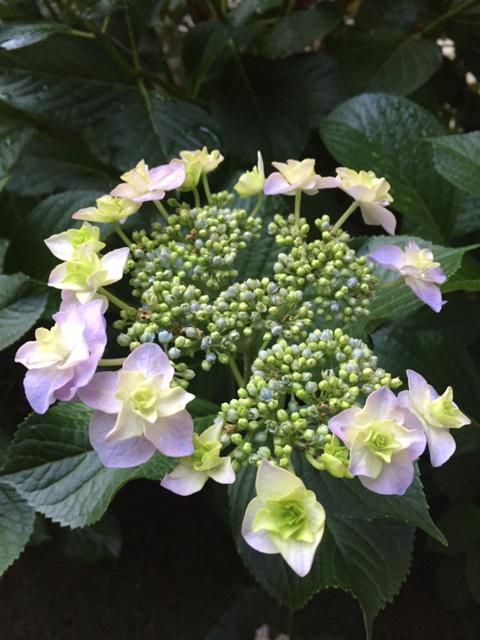 紫陽花！！