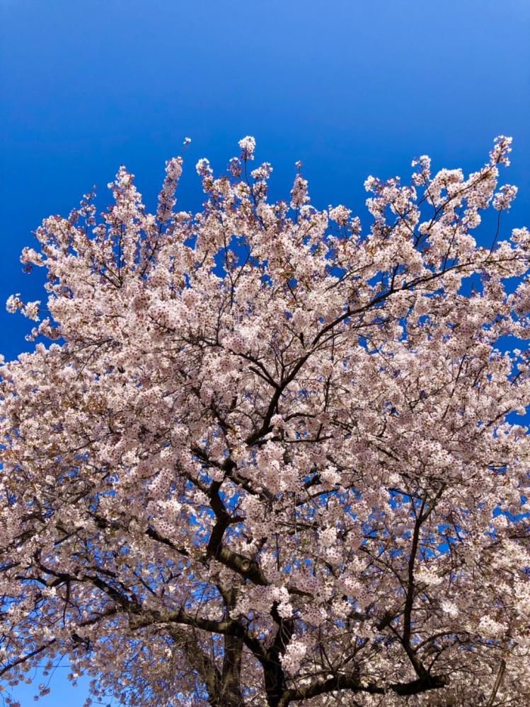桜満開