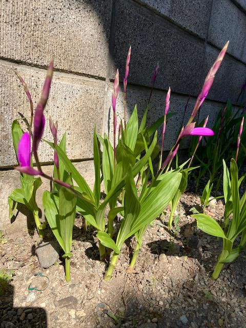 咲き始めました