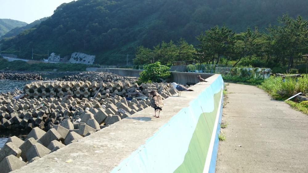 【新ツアー?】粟島って知ってますか?