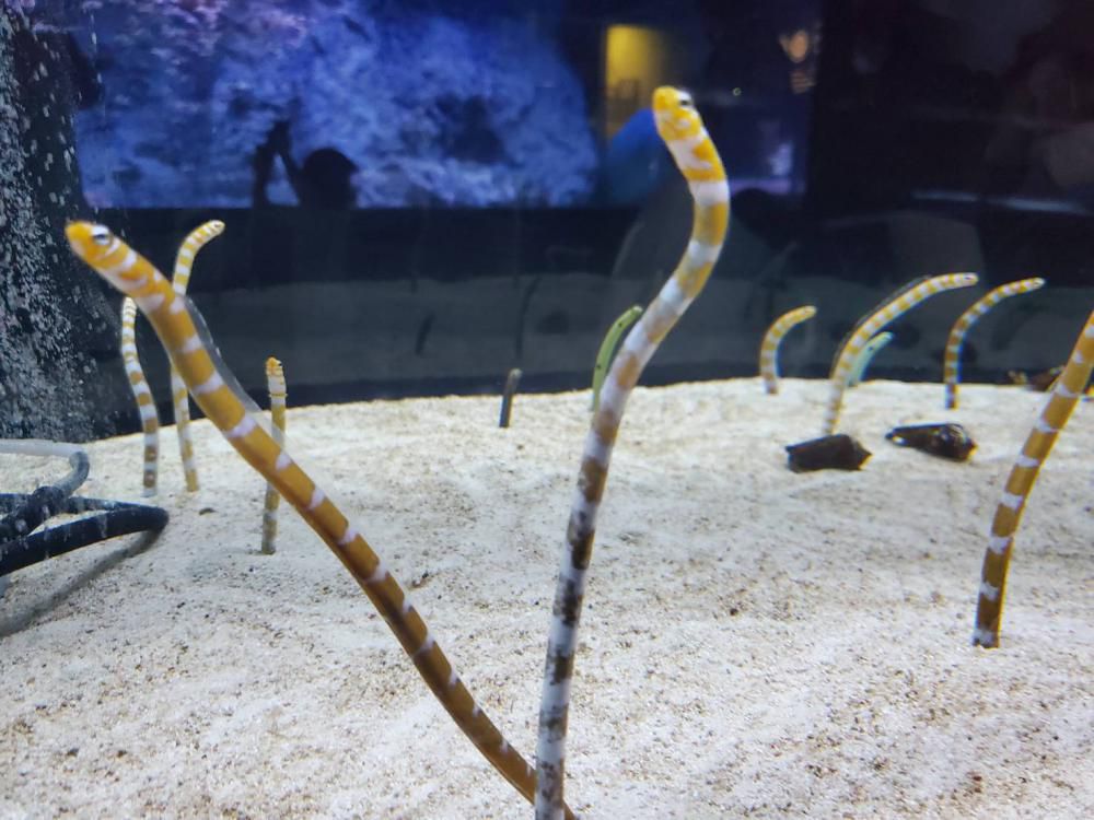 ネタがありません