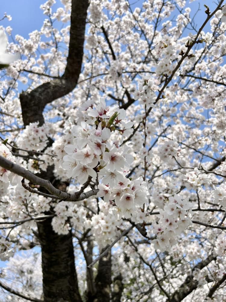 桜の季節♪