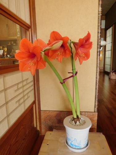 新年会のアマリリスが綺麗に咲きました！！