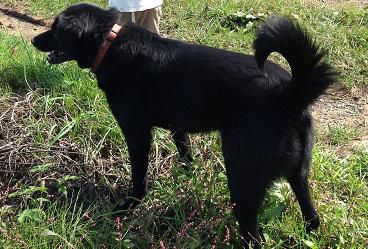 犬のしゅう