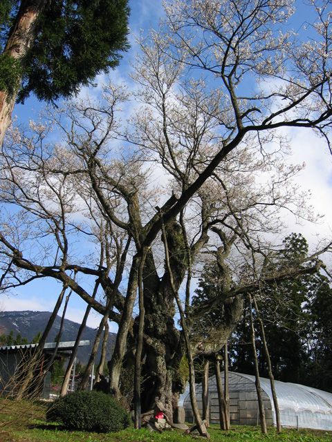 国指定天然記念物「草岡の大明神桜」
