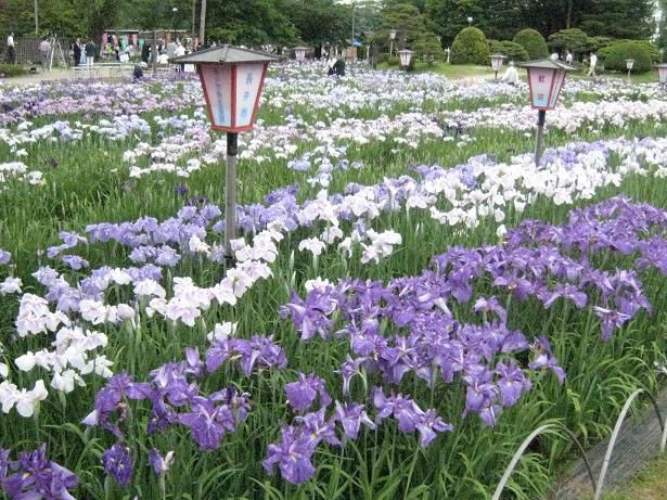 長井市のシンボル「あやめ公園」